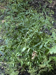 Nasturtium officinale