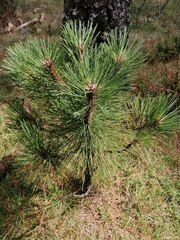 Pinus hartwegii
