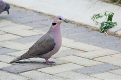 Streptopelia semitorquata