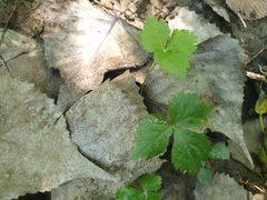 Cryptotaenia canadensis