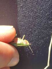 Omocestus viridulus