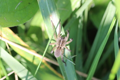 Tigrosa helluo