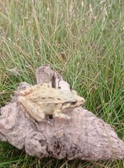 Discoglossus galganoi