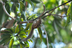 Funambulus palmarum