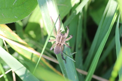 Tigrosa helluo