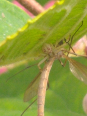 Thomisidae