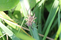 Tigrosa helluo