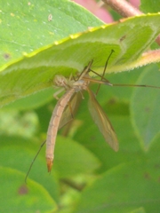 Thomisidae