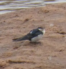 Hirundo smithii