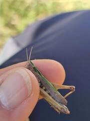 Omocestus viridulus