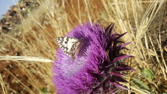 Melanargia