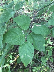 Celtis tenuifolia