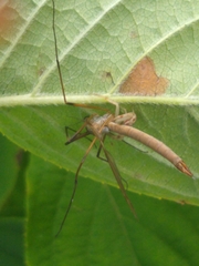 Thomisidae