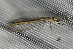 Macronemurus appendiculatus