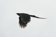 Lamprotornis caudatus
