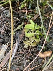 Salvinia natans