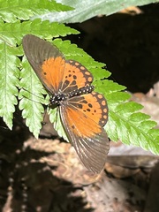 Acraea
