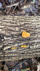 Tremella