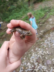 Lithobates clamitans