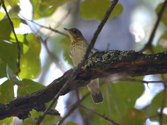 Catharus ustulatus