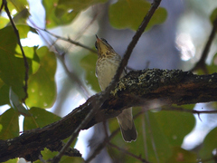 Catharus ustulatus