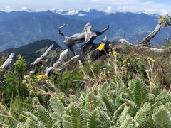 Argentina tugitakensis