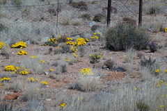 Gazania lichtensteinii