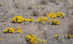 Gazania lichtensteinii