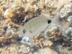 Diplodus sargus