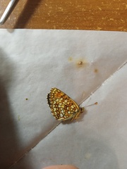 Melitaea diamina