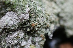 Lecanora conizaeoides