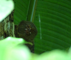 Cebuella pygmaea