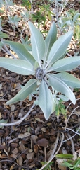 Salvia apiana