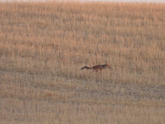 Vulpes vulpes silacea