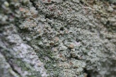 Lecanora conizaeoides