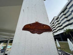 Saturniidae