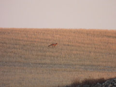 Vulpes vulpes silacea