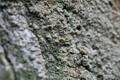 Lecanora conizaeoides