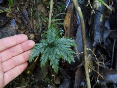 Abrodictyum elongatum