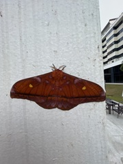 Saturniidae