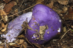 Cortinarius porphyroideus