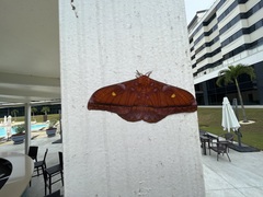 Saturniidae