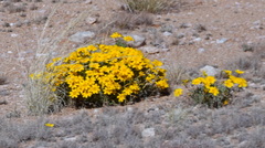 Gazania lichtensteinii