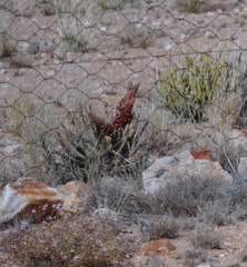Aloe claviflora