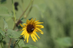 Acmaeodera disjuncta