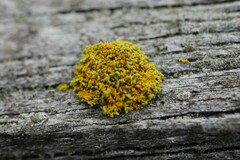 Polycauliona candelaria