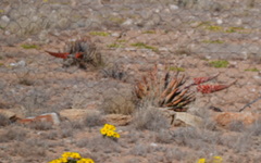 Aloe claviflora