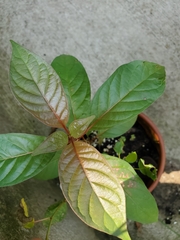 Cephalanthus occidentalis