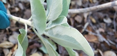 Salvia apiana