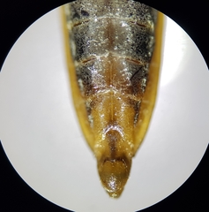 Gerris costae